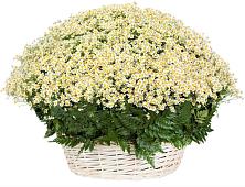 Цветочная композиция из Ромашки в корзине #REPLACE_PRED# Романовке